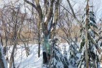 暴風雪後、運動地の巡視に行ってきました