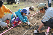Forest restoration