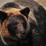 ヒグマに対する私たちの考え方と取り組み