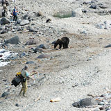 ヒグマ対処法