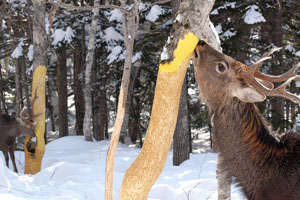 キハダの樹皮を食べるエゾシカ