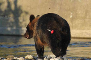 ヒグマのお尻に命中したバイオプシ＊ダート