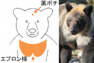 ヒグマAの外的特徴を記したメモ