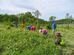 鎌を用いて、丁寧に下草（ササ・ワラビなど）を刈り取っていきます。