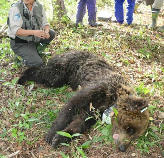 ヒグマのgps首輪を回収しました その２ 活動報告blog 公益財団法人 知床財団