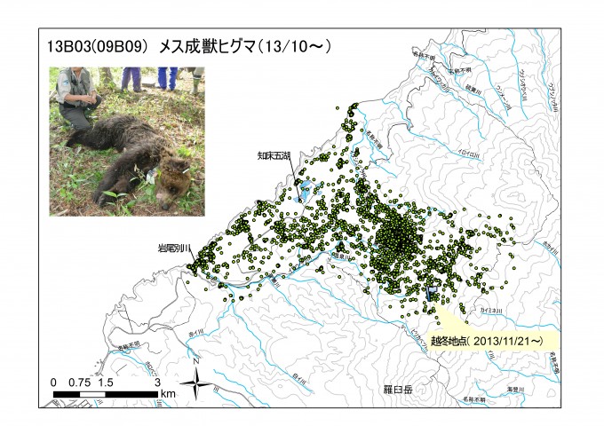 ヒグマ（個体ID：13B03）の行動圏を示した図です。1点1点がヒグマのいた場所を示しています。 おおよそ岩尾別川からイダシュベツ川までを行動範囲にしていることがわかります。