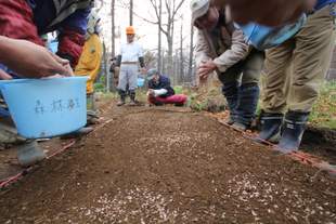 運動地内で採取したアカエゾマツの種子。苗畑で育てて、いずれ柵外に移植します。