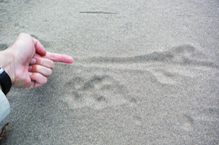 海岸の砂浜にあったカワウソの足跡と尾を引きずった跡