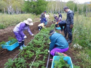 山採りしたトドマツは、しばらく苗畑で養生するため、苗床（苗のお布団）に植樹します。