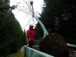 重さは約500Kg!さすがに人力では持ち上げられないため、重機で釣り上げます。