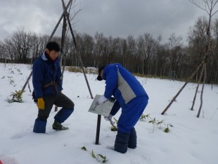 冬の間、看板類は雪に埋もれたり、破損してしまう恐れがあるため、外しています。