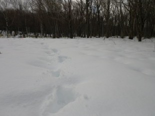 雪の上を歩いた人間の足跡。これからの季節、アニマルトラッキング(動物の足跡探し)がたのしみです。
