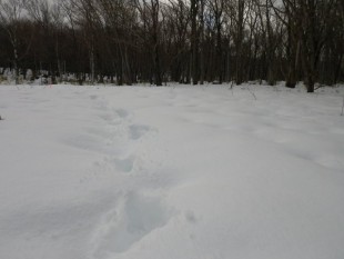 雪の上を歩いた人間の足跡。これからの季節、アニマルトラッキング（動物の足跡探し）がたのしみです。