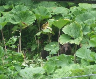 背の高い藪はヒグマが身を隠しやすく、好んで利用する場所となっている．住宅など人の生活圏のすぐそばにあると、ヒグマと近い距離で会う危険性も増えてしまう