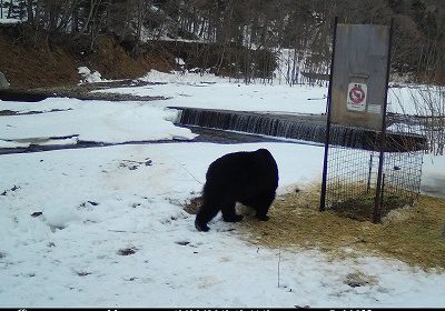 冬眠から明けたヒグマの姿を初確認