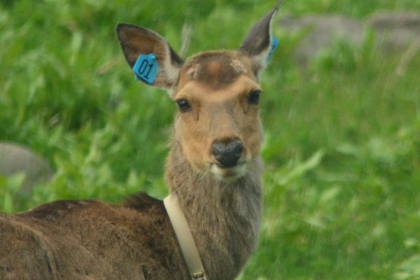エゾシカの生体捕獲・標識放逐を実施しています