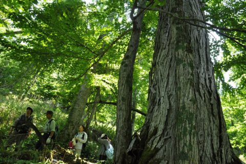 河畔林とそこに暮らす生き物たちを復元するプロジェクト（2011年～2015年）