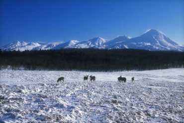 冬のフレぺの草原