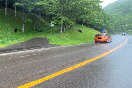 知床国立公園の道路沿いで親子グマの目撃が多発しています