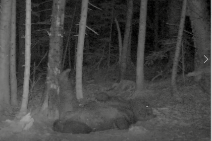 おやすみヒグマ～野生のヒグマの睡眠とは～