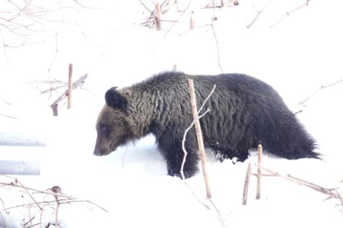 2021年3月19日冬眠から明けたヒグマの姿を確認