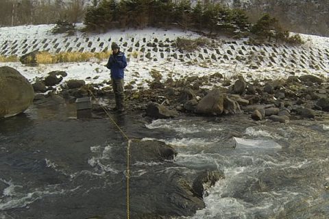 川から旅立つ野生の稚魚を数える