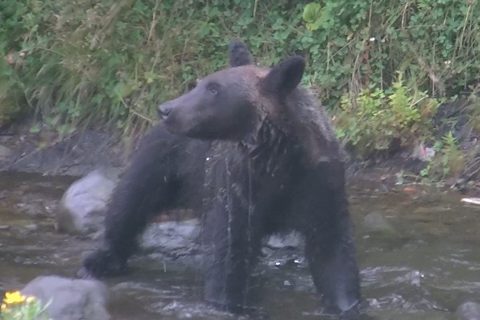 9月18日～　幌別川河口周辺での釣りは、期間と時間を限定し、左岸のみ自粛が解除されます