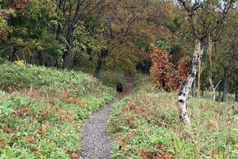 10月4日、フレペの滝遊歩道でヒグマが人に接近する（追跡するように）事例が確認されました