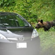 解説2：なぜ国立公園内（世界遺産地域内）でヒグマの追い払いが必要なのか？