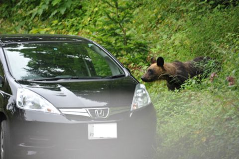 解説2：なぜ国立公園内（世界遺産地域内）でヒグマの追い払いが必要なのか？