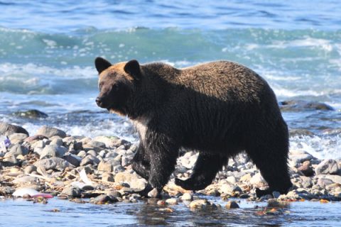 ヒグマ対処法