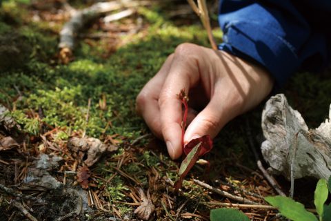 知床五湖の花を調べる