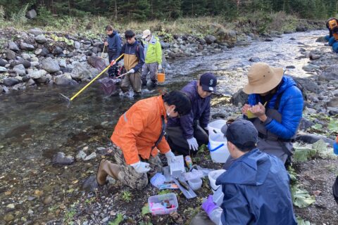 イワウベツ川におけるオショロコマ調査