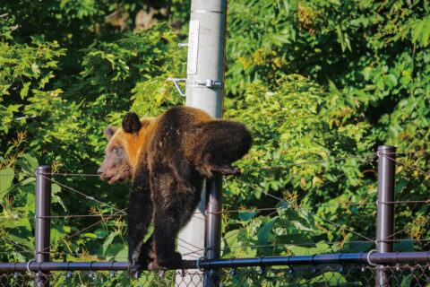 知床半島に生息するヒグマの数とマネジメントの今後