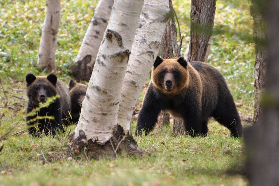 ヒグマ対処法(ヒグマのこと)|知床財団|世界自然遺産「知床」にある公益財団法人