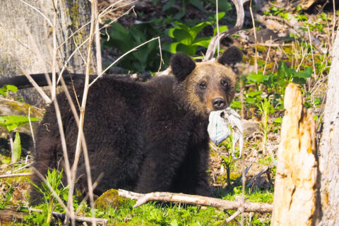 ヒグマに対する私たちの考え方と取り組み