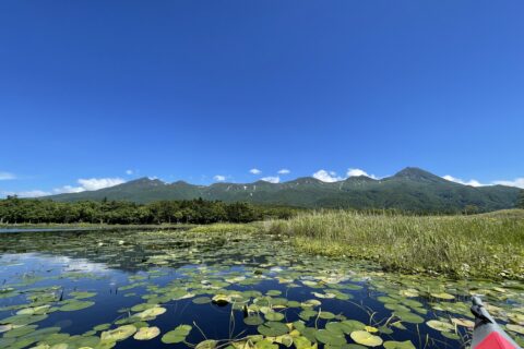 知床五湖の園芸スイレンを除去しよう！