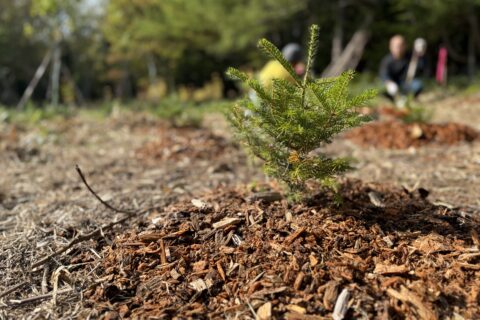 第30回しれとこ森の集い（植樹祭）ご報告